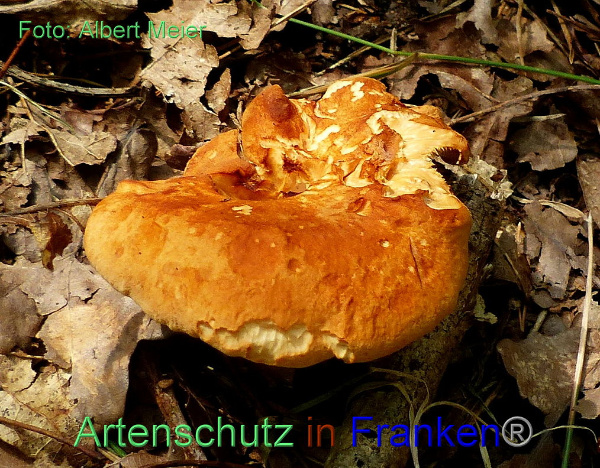Copyright AiF - Albert Meier Bild zum Eintrag (95376-160)