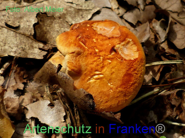 Copyright AiF - Albert Meier Bild zum Eintrag (95377-160)