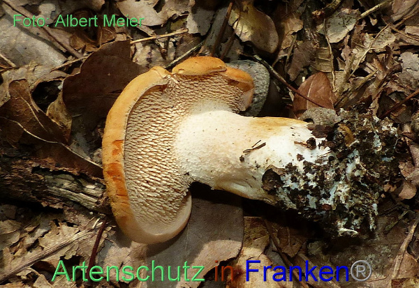 Copyright AiF - Albert Meier Bild zum Eintrag (95378-160)