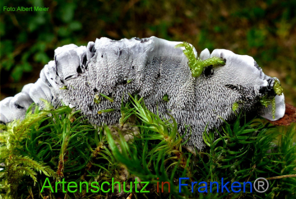 Copyright AiF - Albert Meier Bild zum Eintrag (95834-160)