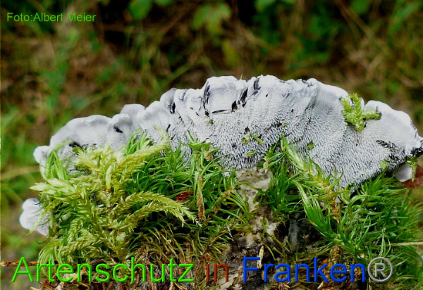 Copyright AiF - Albert Meier Bild zum Eintrag (95841-160)