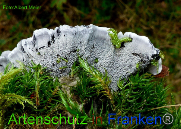 Copyright AiF - Albert Meier Bild zum Eintrag (95842-160)