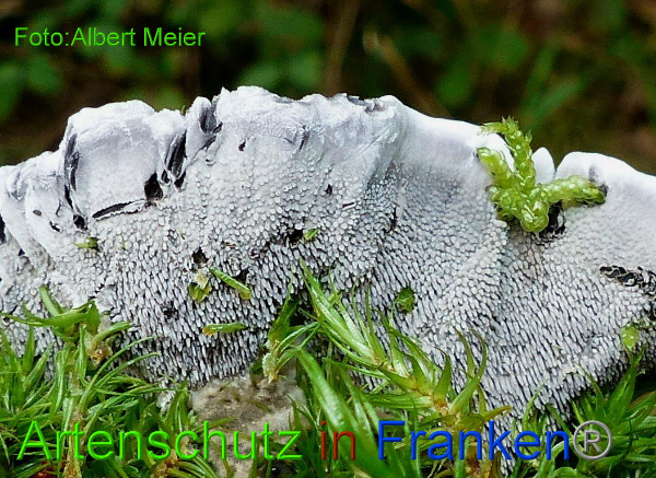 Copyright AiF - Albert Meier Bild zum Eintrag (95843-160)