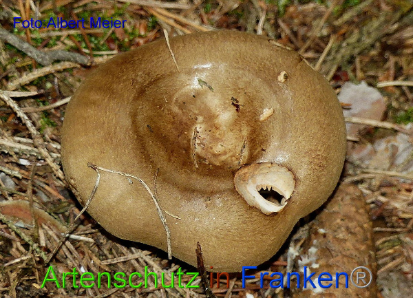 Copyright AiF - Albert Meier Bild zum Eintrag (95849-160)