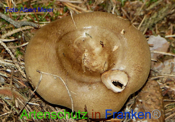 Copyright AiF - Albert Meier Bild zum Eintrag (95850-160)