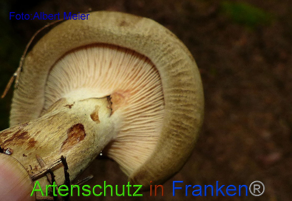 Copyright AiF - Albert Meier Bild zum Eintrag (95851-160)