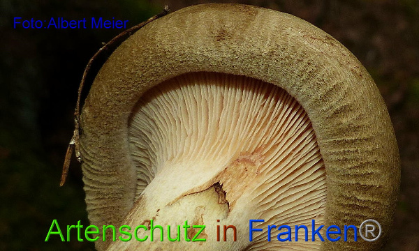 Copyright AiF - Albert Meier Bild zum Eintrag (95852-160)