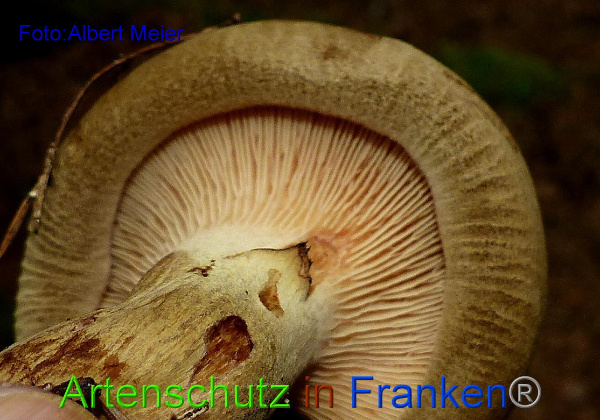 Copyright AiF - Albert Meier Bild zum Eintrag (95853-160)