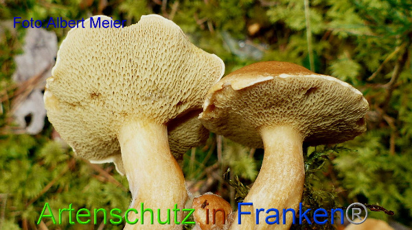Copyright AiF - Albert Meier Bild zum Eintrag (95857-160)