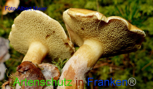 Copyright AiF - Albert Meier Bild zum Eintrag (95861-160)
