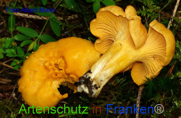 Copyright AiF - Albert Meier Bild zum Eintrag (95865-160)