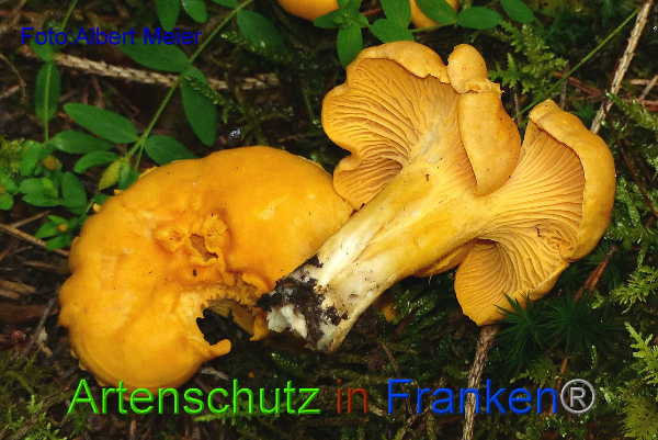 Copyright AiF - Albert Meier Bild zum Eintrag (95868-160)