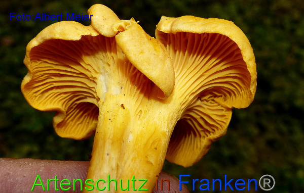 Copyright AiF - Albert Meier Bild zum Eintrag (95869-160)