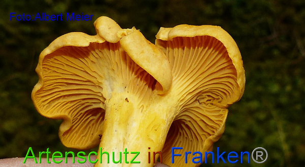 Copyright AiF - Albert Meier Bild zum Eintrag (95871-160)