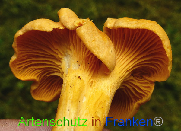 Copyright AiF - Albert Meier Bild zum Eintrag (95872-160)