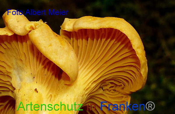 Copyright AiF - Albert Meier Bild zum Eintrag (95873-160)