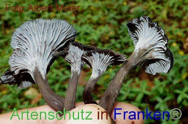 Copyright AiF - Albert Meier Bild zum Eintrag (95943-160)