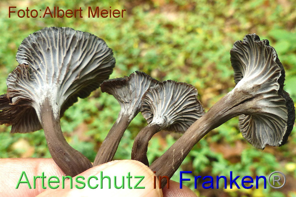 Copyright AiF - Albert Meier Bild zum Eintrag (95949-160)