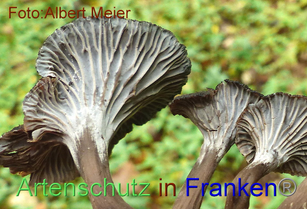 Copyright AiF - Albert Meier Bild zum Eintrag (95950-160)