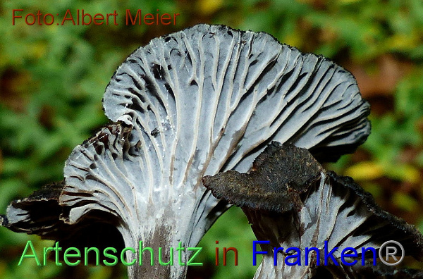 Copyright AiF - Albert Meier Bild zum Eintrag (95951-160)