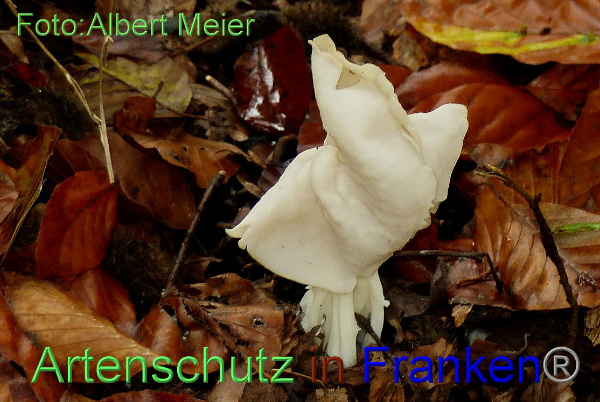 Copyright AiF - Albert Meier Bild zum Eintrag (95955-160)