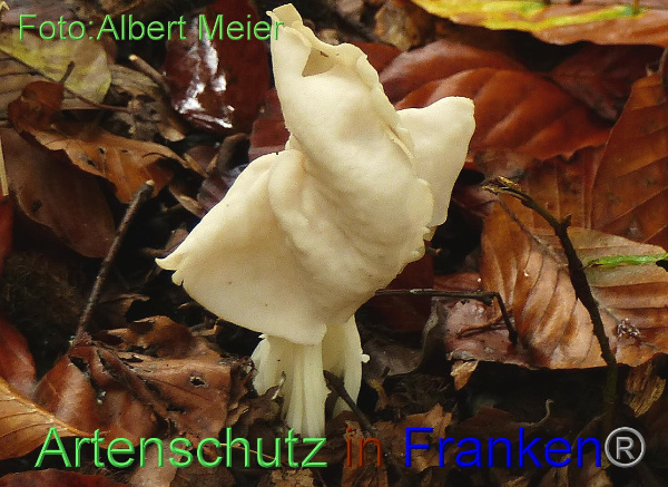 Copyright AiF - Albert Meier Bild zum Eintrag (95959-160)