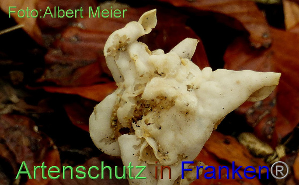 Copyright AiF - Albert Meier Bild zum Eintrag (95961-160)