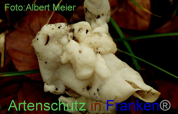 Copyright AiF - Albert Meier Bild zum Eintrag (95962-160)