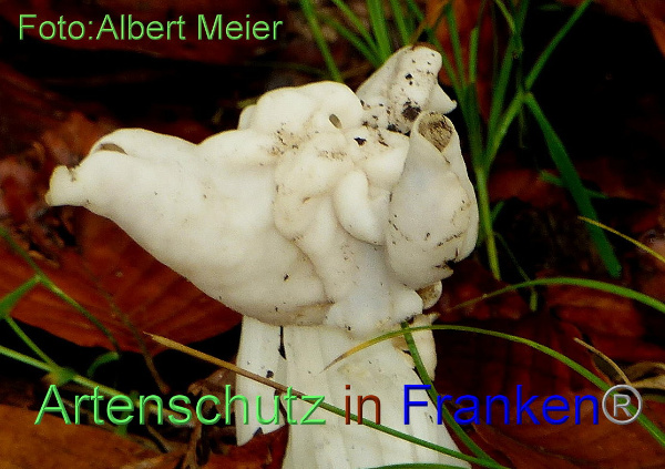 Copyright AiF - Albert Meier Bild zum Eintrag (95964-160)