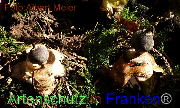 Copyright AiF - Albert Meier Bild zum Eintrag (96081-160)