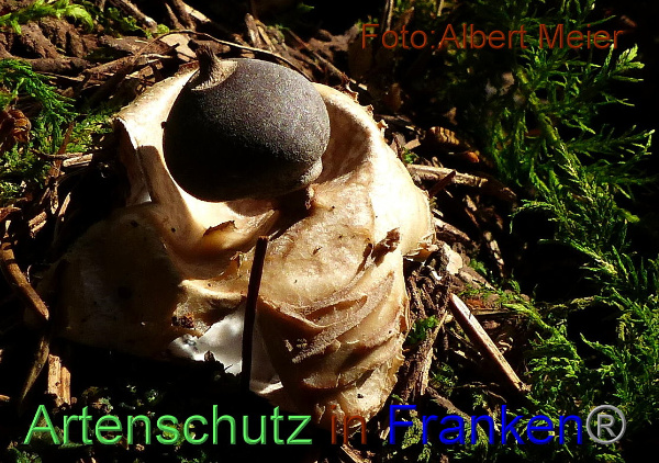 Copyright AiF - Albert Meier Bild zum Eintrag (96082-160)
