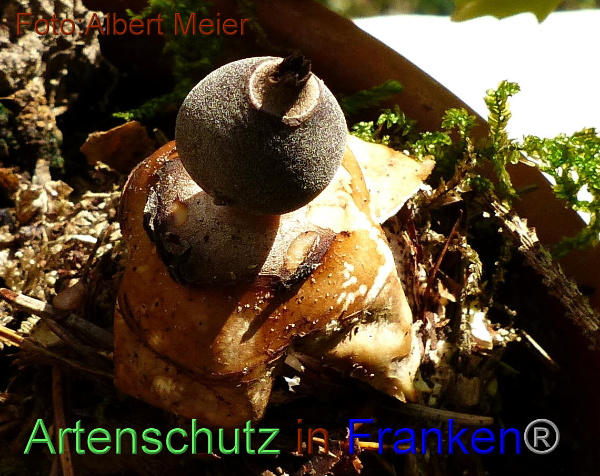 Copyright AiF - Albert Meier Bild zum Eintrag (96083-160)