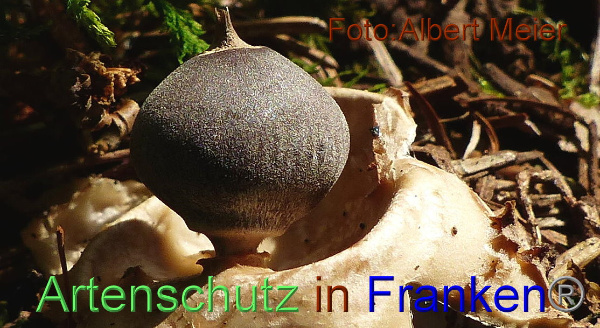 Copyright AiF - Albert Meier Bild zum Eintrag (96085-160)