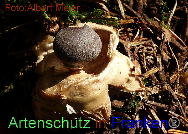 Copyright AiF - Albert Meier Bild zum Eintrag (96086-160)