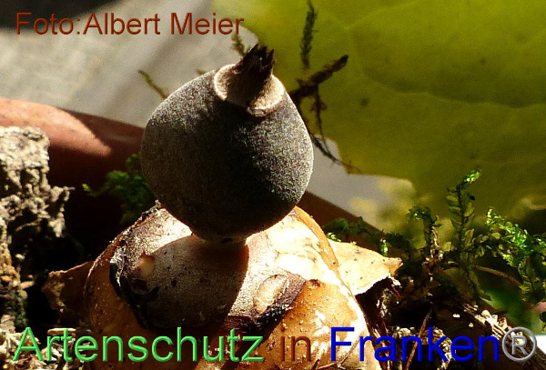 Copyright AiF - Albert Meier Bild zum Eintrag (96088-160)