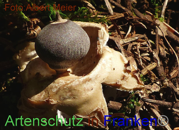 Copyright AiF - Albert Meier Bild zum Eintrag (96089-160)