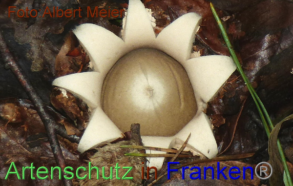 Copyright AiF - Albert Meier Bild zum Eintrag (96092-160)