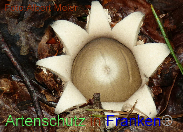 Copyright AiF - Albert Meier Bild zum Eintrag (96093-160)