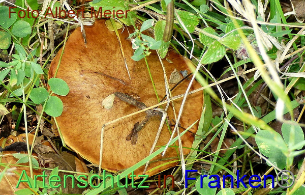 Copyright AiF - Albert Meier Bild zum Eintrag (96098-160)