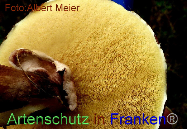 Copyright AiF - Albert Meier Bild zum Eintrag (96099-160)