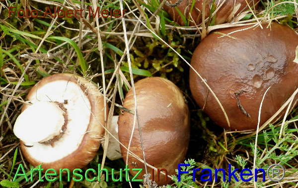 Copyright AiF - Albert Meier Bild zum Eintrag (96111-160)