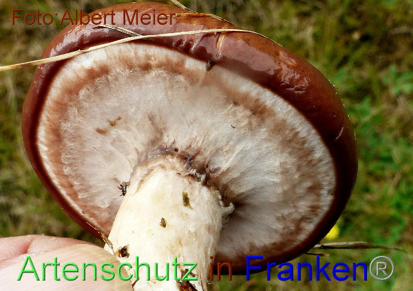 Copyright AiF - Albert Meier Bild zum Eintrag (96113-160)