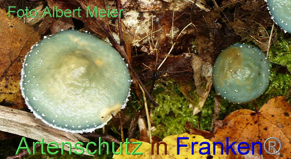 Copyright AiF - Albert Meier Bild zum Eintrag (96142-160)