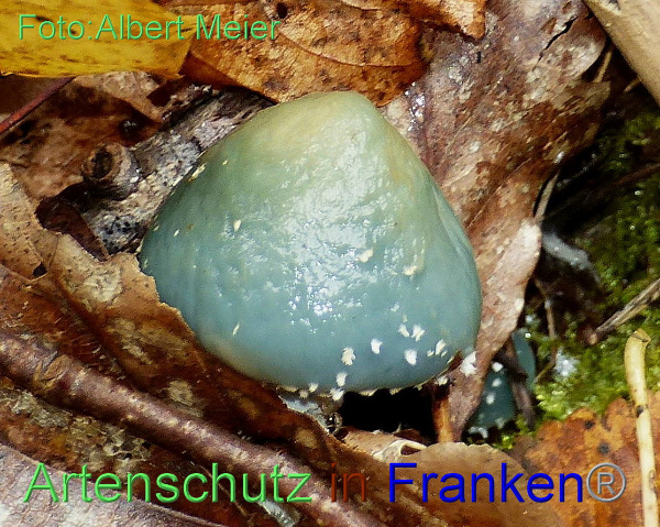 Copyright AiF - Albert Meier Bild zum Eintrag (96143-160)