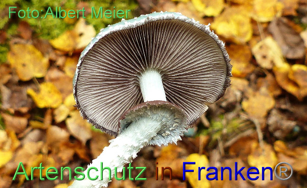 Copyright AiF - Albert Meier Bild zum Eintrag (96144-160)