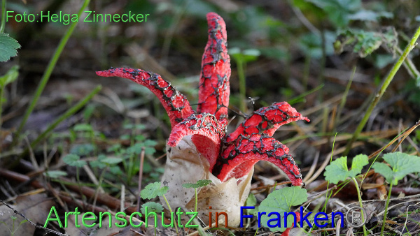 Copyright AiF - Helga Zinnecker Bild zum Eintrag (96201-160)