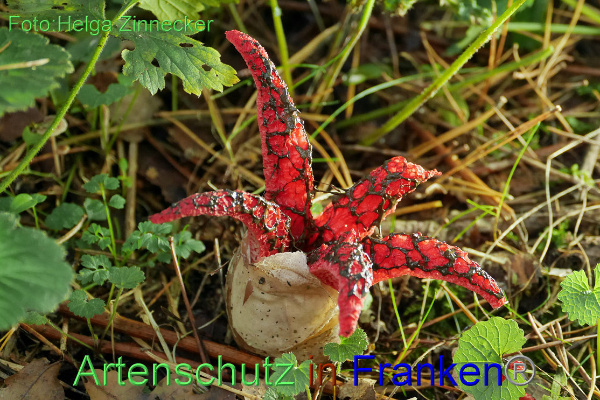 Copyright AiF - Helga Zinnecker Bild zum Eintrag (96204-160)