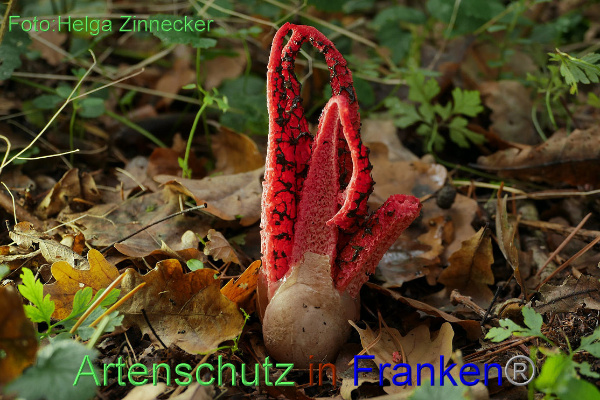 Copyright AiF - Helga Zinnecker Bild zum Eintrag (96205-160)