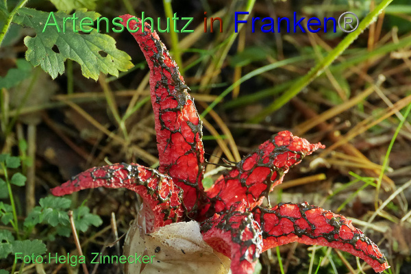 Copyright AiF - Helga Zinnecker Bild zum Eintrag (96206-160)