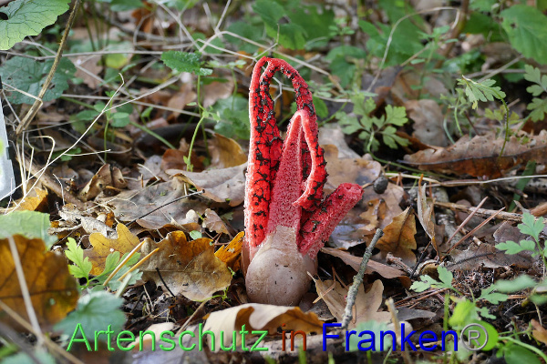 Copyright AiF - Helga Zinnecker Bild zum Eintrag (96207-160)